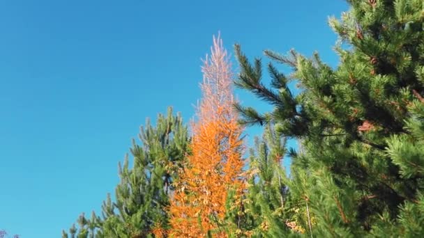 Conifères Verts Jaunes Sur Ciel Bleu Automne — Video