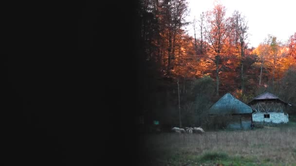 Paysage Rural Avec Vieilles Maisons Traditionnelles Troupeau Moutons Automne — Video