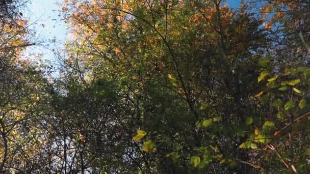 秋の青空を背景に色とりどりの葉を持つ木々の上 — ストック動画