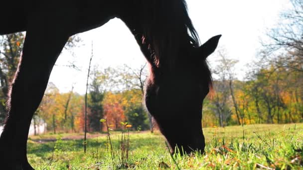 Bruin Paard Eet Gras Tuin Het Najaar — Stockvideo