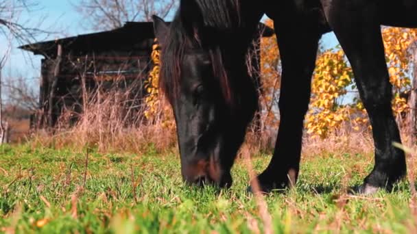 Hnědý Kůň Jíst Trávu Dvoře Podzimní Sezóně — Stock video