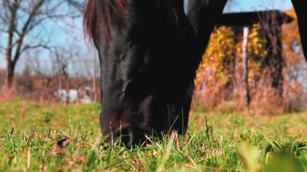 Braunes Pferd Frisst Herbst Gras Auf Dem Hof — Stockvideo