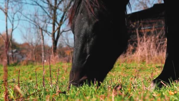Brown Horse Eating Grass Yard Autumn Season — Stock Video