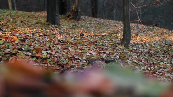 Superbe Paysage Forestier Avec Des Feuilles Colorées Automne — Video