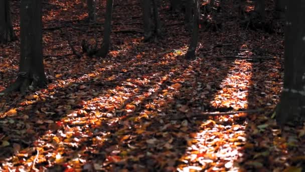 Superbe Paysage Forestier Avec Des Feuilles Colorées Automne — Video