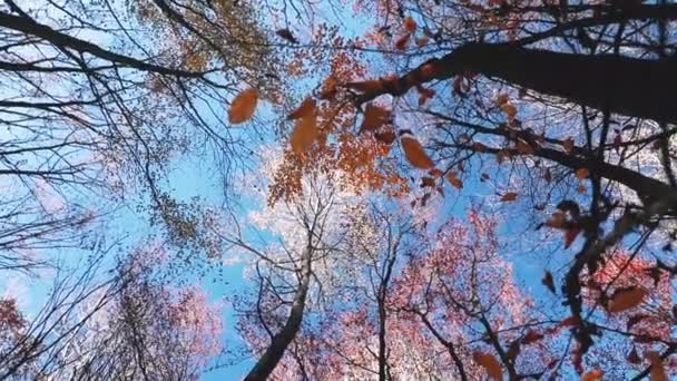 Κορυφαία Δέντρα Προοπτική Χρωματιστά Φύλλα Και Μπλε Ουρανό Την Εποχή — Αρχείο Βίντεο