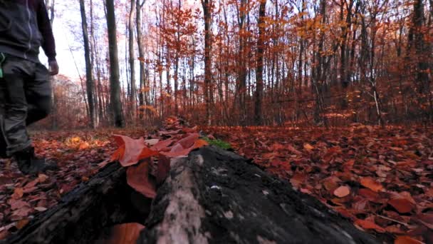 Ein Mann Der Herbst Mit Bunten Blättern Wald Spaziert — Stockvideo