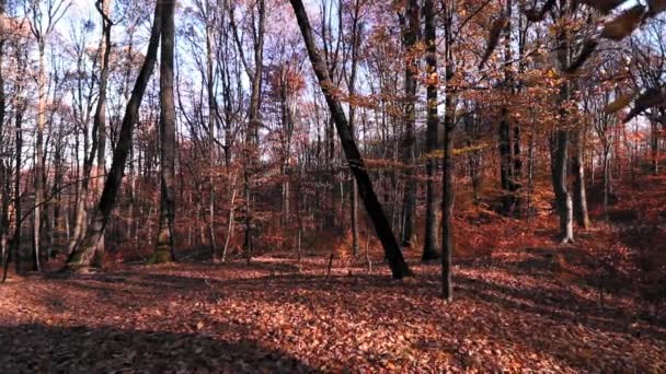 Потрясающий Лесной Пейзаж Цветными Листьями Осенний Сезон — стоковое видео
