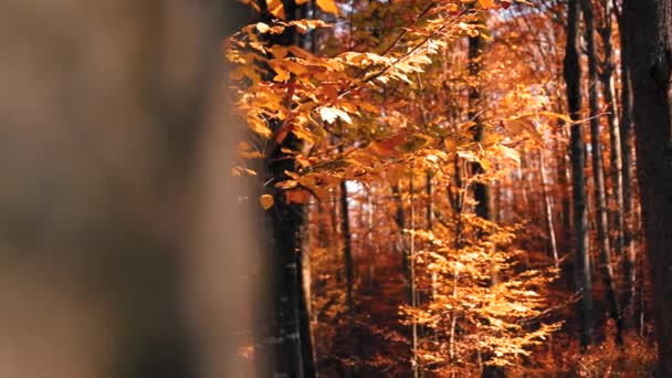 Mooi Uitzicht Het Bos Met Gekleurde Bladeren Atumn Seizoen — Stockvideo
