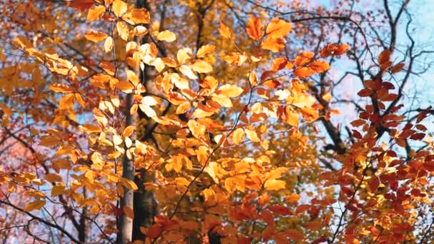 Schöne Waldsicht Mit Farbigen Blättern Der Herbstsaison — Stockvideo