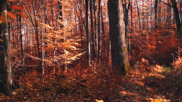Wspaniały Krajobraz Leśny Kolorowymi Liśćmi Sezonie Jesiennym — Wideo stockowe