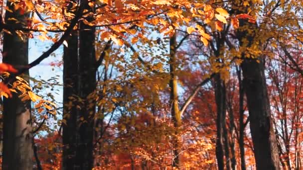 Beautiful Woodland View Colored Leaves Atumn Season — Stock Video