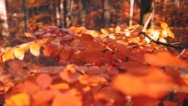 Vista Bonita Floresta Com Folhas Coloridas Temporada Outono — Vídeo de Stock