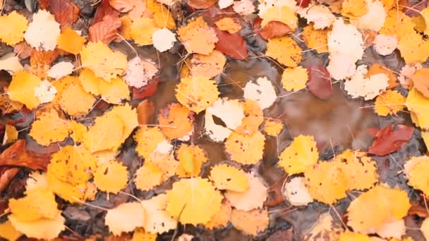 Alfombra Hojas Colores Bosque Después Lluvia Durante Temporada Otoño — Vídeo de stock