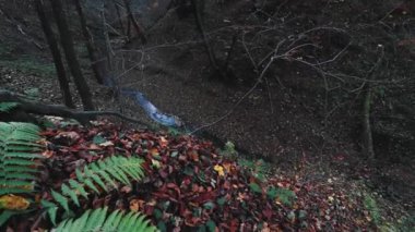 Sonbahar mevsiminde renkli yapraklarla ormandaki dereler