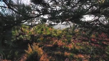 Çam ağaçları sonbaharda güneş ışığında dallanır