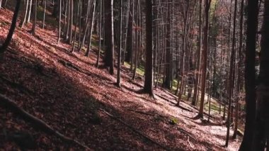 Sonbahar zamanı renkli yaprakları olan güzel orman manzarası