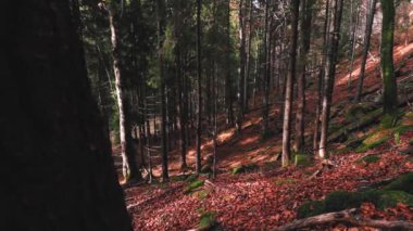Sonbahar zamanı renkli yaprakları olan güzel orman manzarası