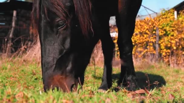 Cavalo Comendo Grama Quintal Durante Outono — Vídeo de Stock