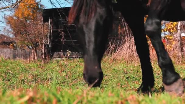 Άλογο Τρώει Γρασίδι Στην Αυλή Κατά Διάρκεια Του Φθινοπώρου — Αρχείο Βίντεο