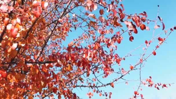 Paisagem Outono Com Folhas Coloridas Nas Árvores — Vídeo de Stock