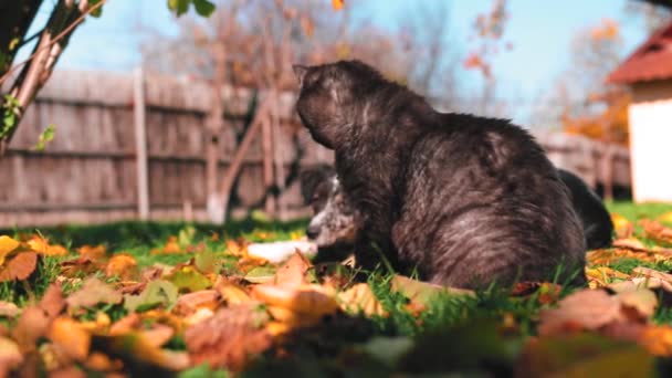 Черная Кошка Сидит Цветных Листьях Собака Заднем Плане — стоковое видео
