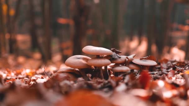 Sonbahar Mevsiminde Ormanda Bir Grup Mantar — Stok video