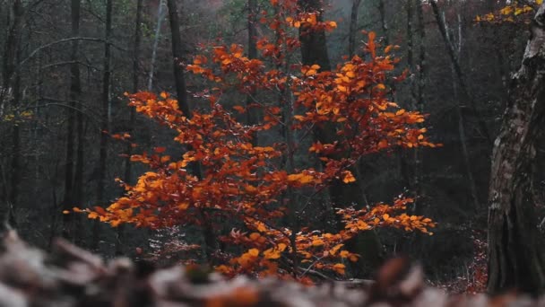 Красивый Лесной Пейзаж Красочными Листьями Осенью — стоковое видео