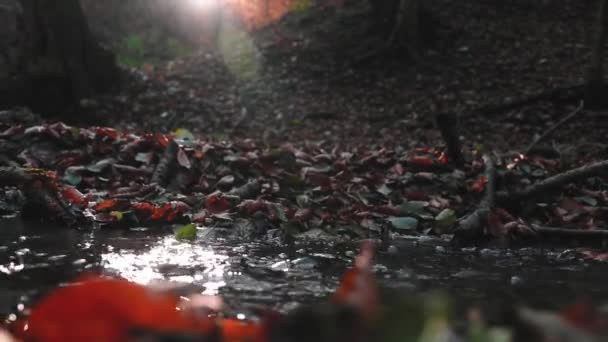 Creek Στο Δάσος Κατά Διάρκεια Της Φθινοπωρινής Περιόδου Πολύχρωμα Φύλλα — Αρχείο Βίντεο