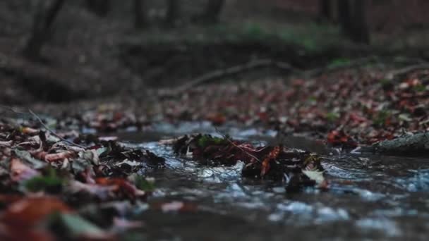 Creek Στο Δάσος Κατά Διάρκεια Της Φθινοπωρινής Περιόδου Πολύχρωμα Φύλλα — Αρχείο Βίντεο