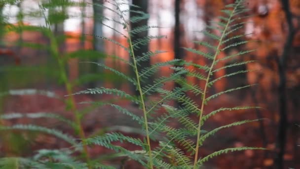 Fern Rostlina Podzimním Lese Barevnými Listy — Stock video