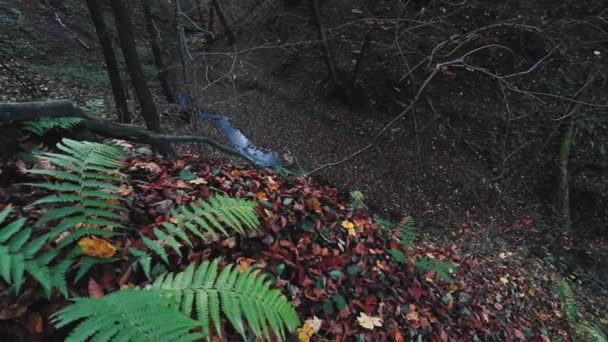 Ruisseau Forêt Pendant Saison Automne Avec Des Feuilles Colorées — Video