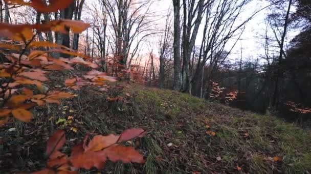 紅葉の美しい森の風景 — ストック動画