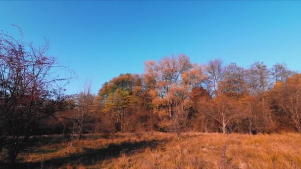 Paisagem Outono Com Folhas Coloridas Nas Árvores — Vídeo de Stock