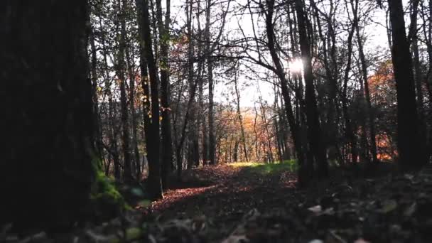 Bela Paisagem Florestal Com Folhas Coloridas Outono — Vídeo de Stock