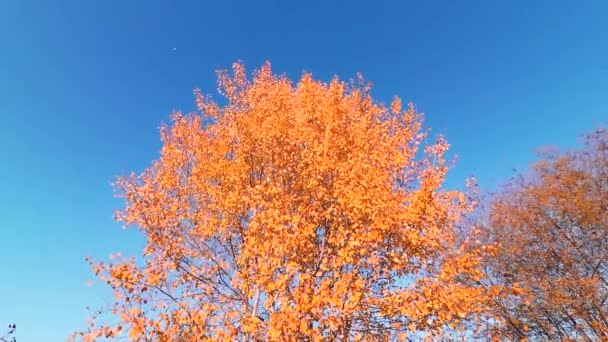 Daun Kuning Pepohonan Hari Yang Berangin Selama Musim Gugur — Stok Video