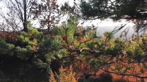 Δέντρα Πεύκων Στο Φως Του Ήλιου Κατά Διάρκεια Του Φθινοπώρου — Αρχείο Βίντεο