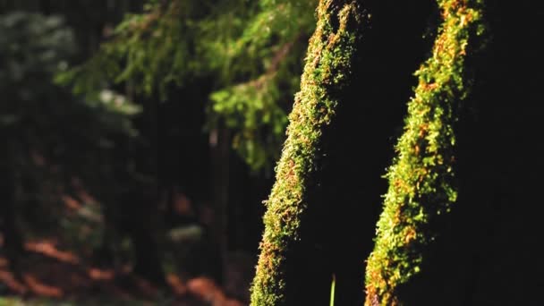 Tronc Arbre Avec Mousse Sous Soleil Dans Forêt Pendant Période — Video