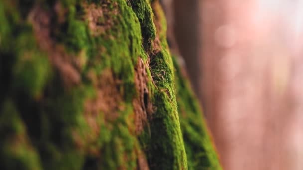 Κορμός Δέντρου Βρύα Στον Ήλιο Στο Δάσος Κατά Διάρκεια Του — Αρχείο Βίντεο