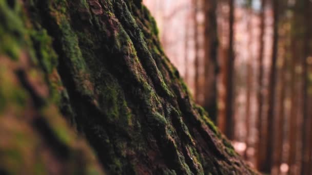 Tronc Arbre Avec Mousse Sous Soleil Dans Forêt Pendant Période — Video