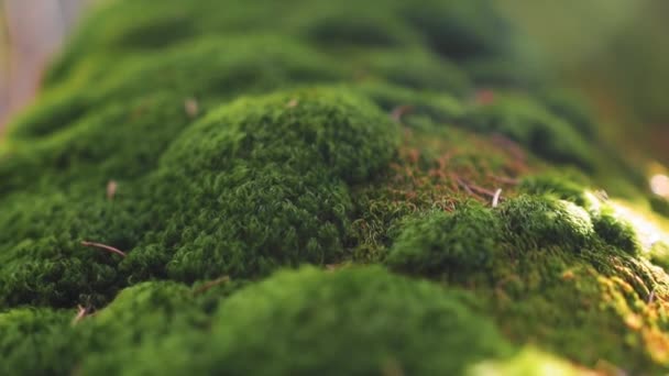 Tronc Arbre Avec Mousse Sous Soleil Dans Forêt Pendant Période — Video