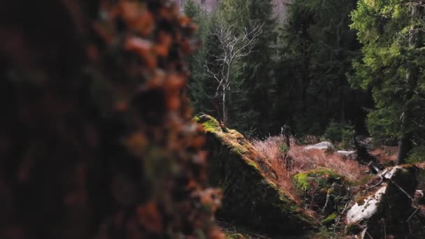 Waldblick Abendlicht Während Der Herbstsaison — Stockvideo