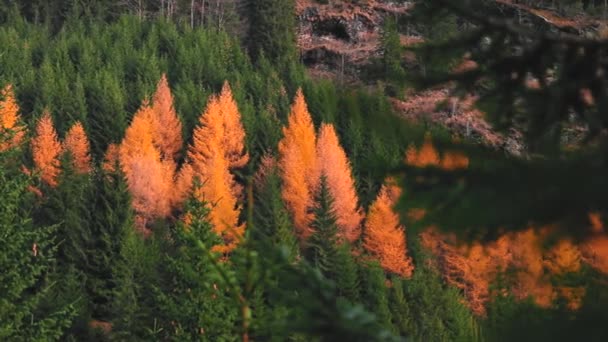 Sapins Jaunes Verts Dans Forêt Montagne Pendant Saison Automne — Video
