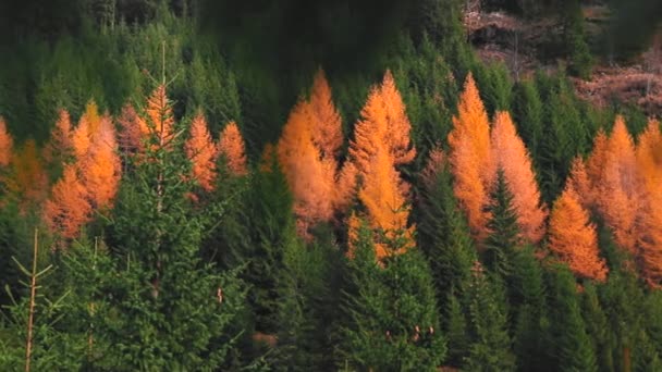 Gele Groene Dennenbomen Het Bergwoud Het Najaar — Stockvideo