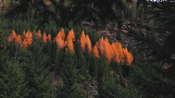 Pinheiros Amarelos Verdes Floresta Montanhosa Durante Temporada Outono — Vídeo de Stock