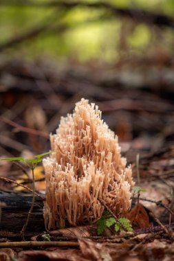 Sonbahar mevsiminde ormanda Sparassis gevreği mantarı