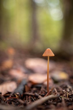 Güz zamanı ormanda küçük, güzel, kahverengi bir mantar.