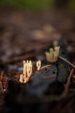 Sonbahar mevsiminde ormanda küçük vahşi mantarlar 