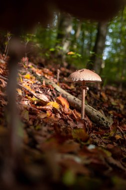 Ormanda sonbahar mevsiminde güneş ışığı altında şempanze mantarı