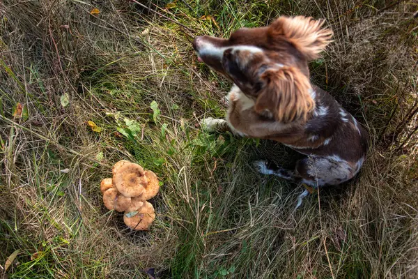 Sonbahar mevsiminde çimlerin üzerinde kahverengi mantarların yanında oturan bir köpek.